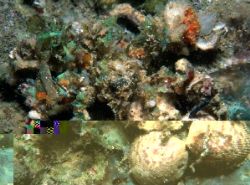 DECORATER CRABS can be crafty and hard to find. Give this... by Dan Kasberger 